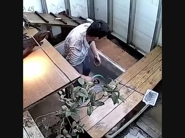 Домашний питомец