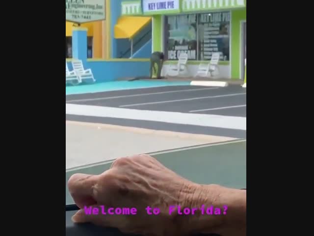 Всё, Тузик, пошли домой