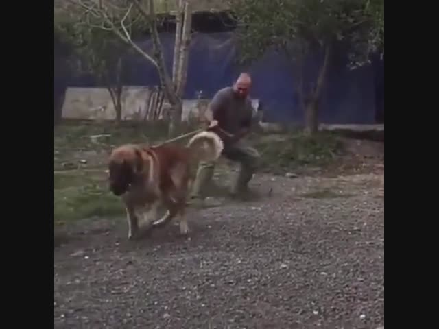 Познакомьтесь с кангалом