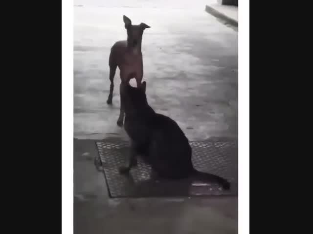 Потанцуем самбу?