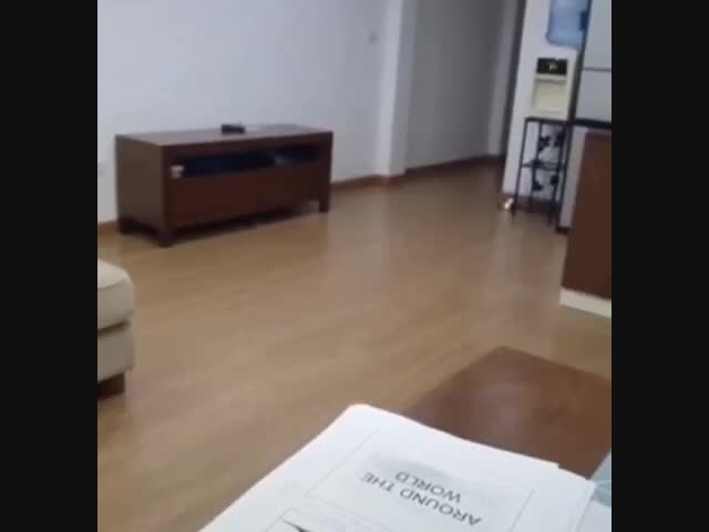 Каково жить с двумя котами дома