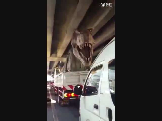 Почему хищника перевозят не в клетке?