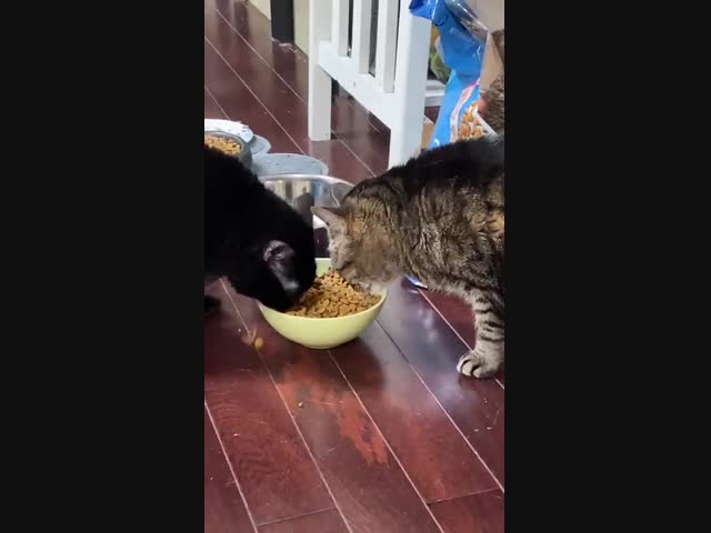 Что происходит с миром, если кот ест так?