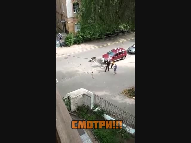 В Воронеже алабай загрыз собаку
