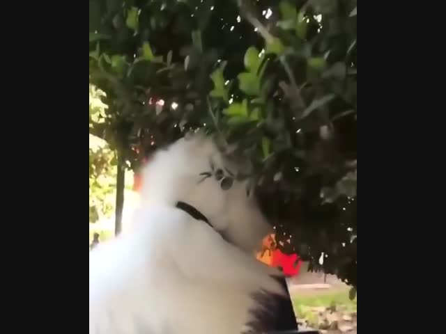 Не ешьте ягоды с этого куста