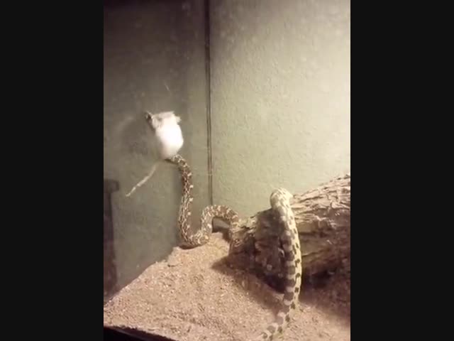 Мышка и змея пытаются убежать из клетки общими усилиями