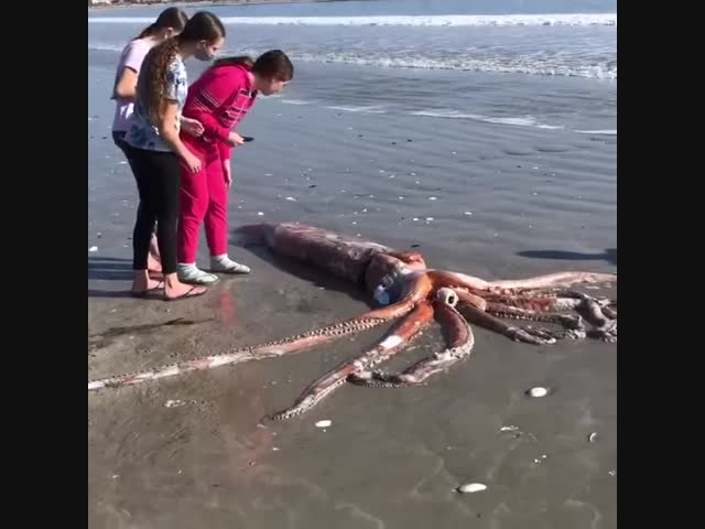 Монстр из глубин