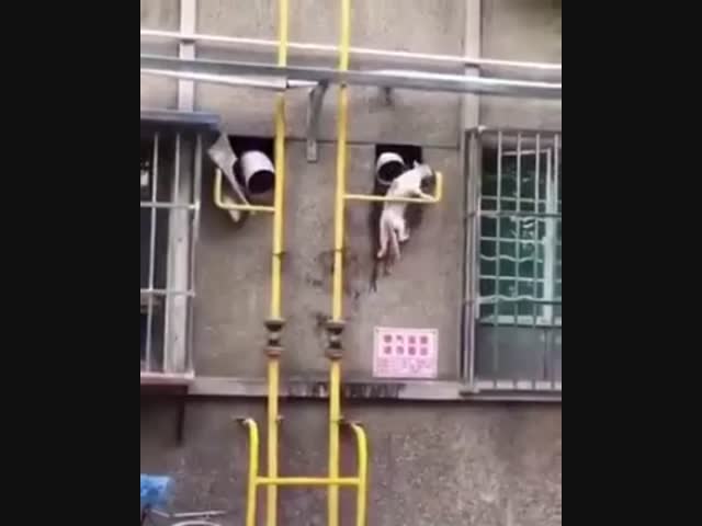 Ловкость, сила и никакого обмана...