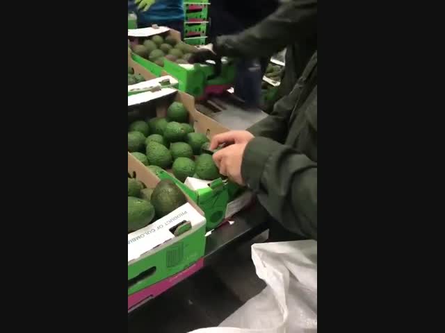 Авокадо из колумбии