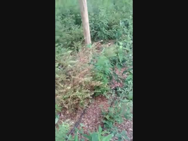 Вот такие тюльпаны растут в Севастополе