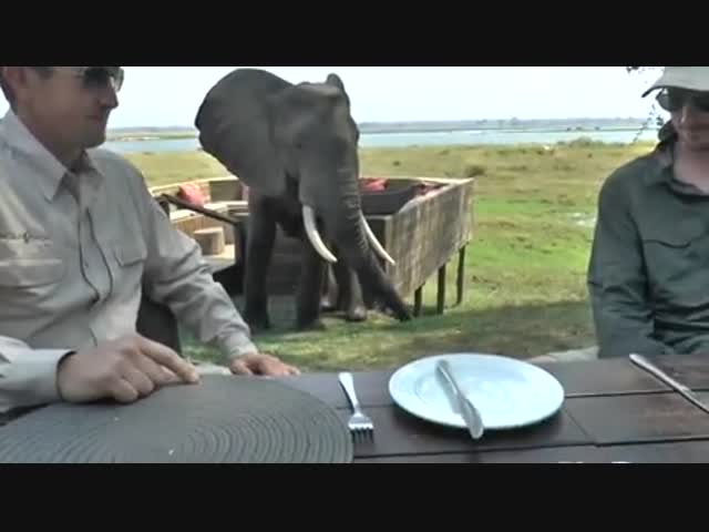 Никогда не смотрите слону в глаза