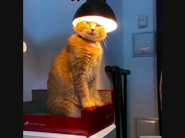 Электро кот