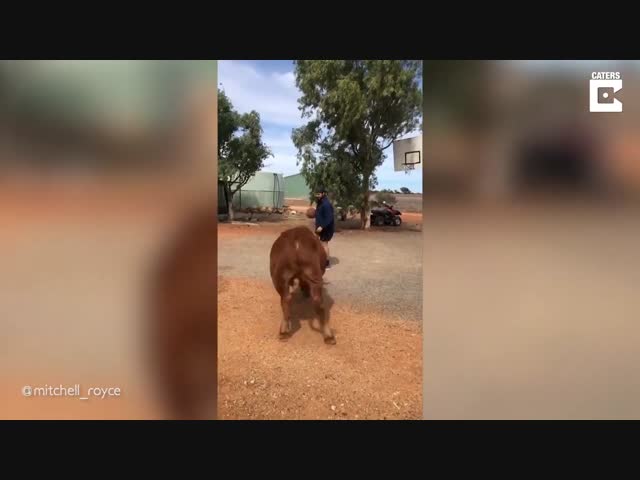 Бычок играет в баскетбол