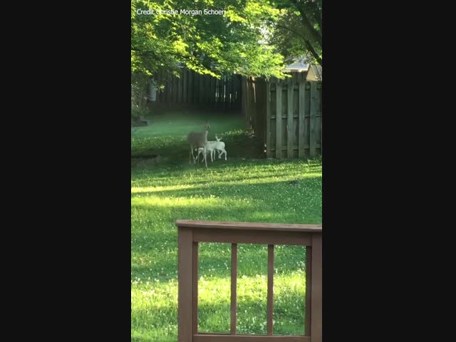 У этой мамы есть два белоснежных оленёнка-альбиноса