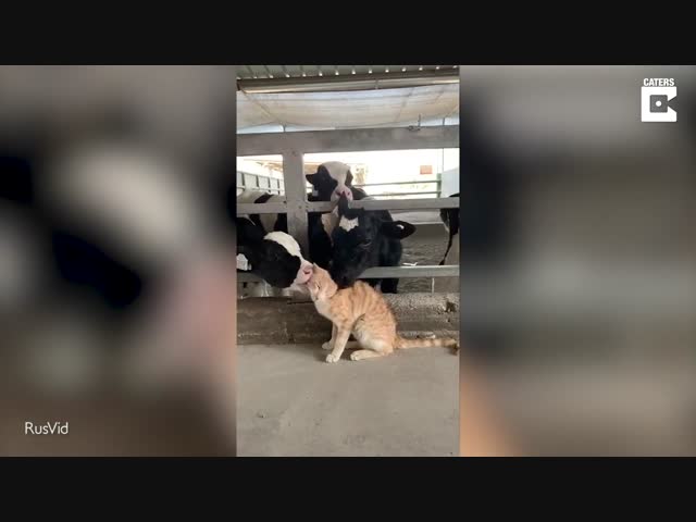 Телячьи нежности