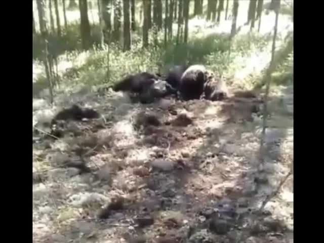 На юге Якутии медведь порвал медведя