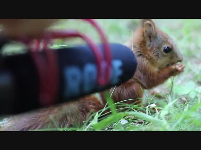 Болтливый бельчонок