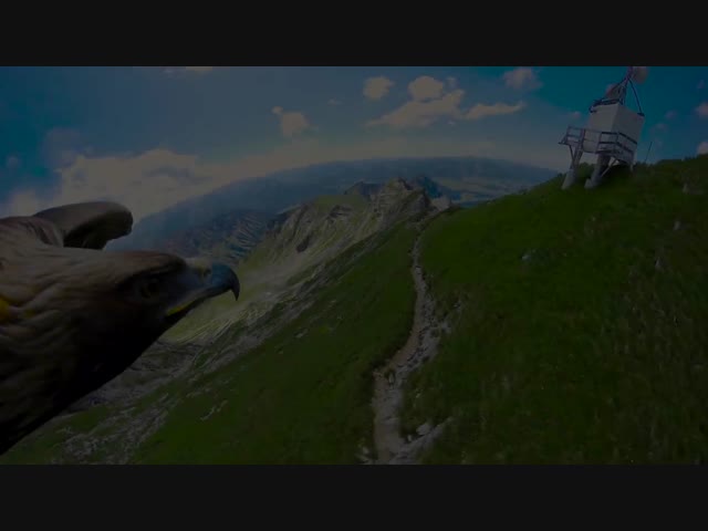 Завораживающее зрелище: орёл парит над Альпами