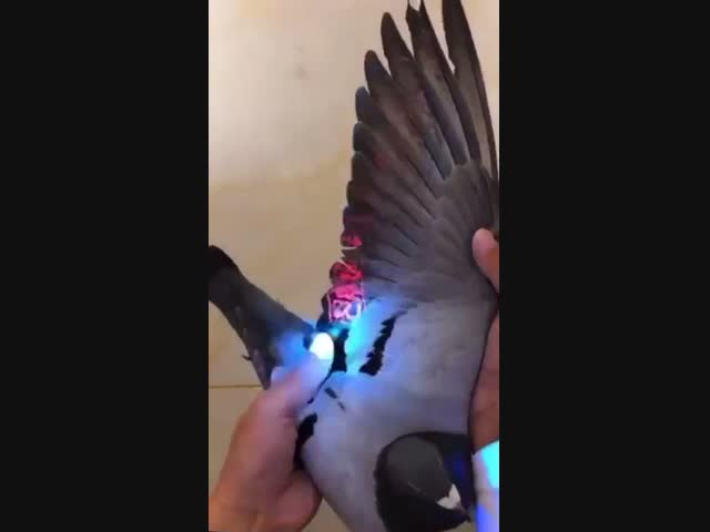 Секретный голубь