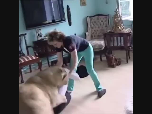 Давай заведём кошечку