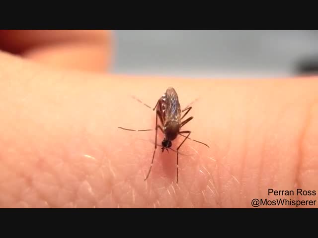 Комар лопнул от жадности