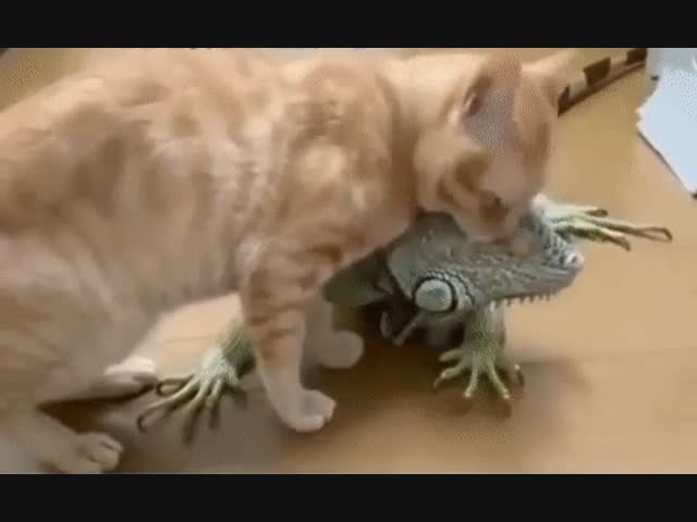 Кот и дракоша