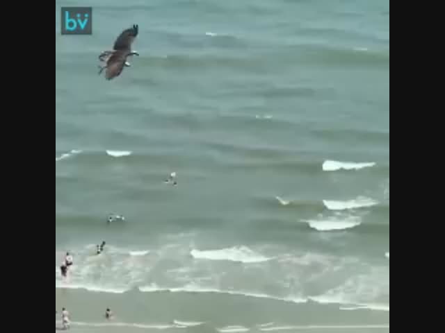 Всё нормально, просто птица проводит рыбе экскурсию по пляжу