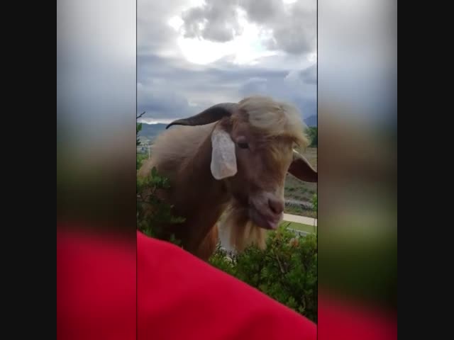 Не дразнись!