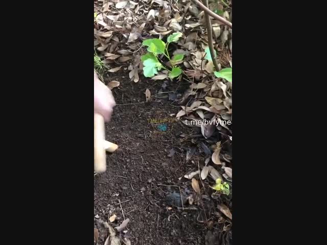 Всю свою жизнь я копал червей и не знал об этом трюке