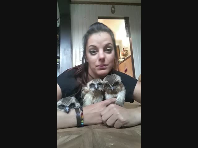 Дрессированные совы