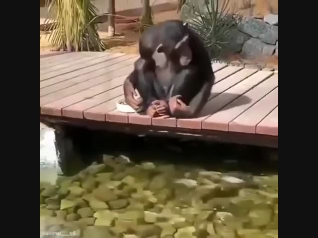 Шимпанзе кормит рыбок