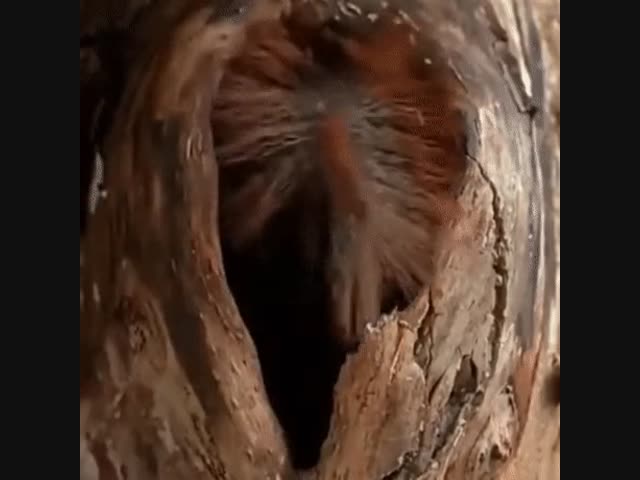 Беременная белка, если кому интерено