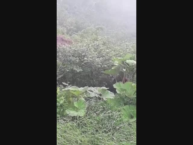 Гигантский медведь попал на видео на Сахалине 