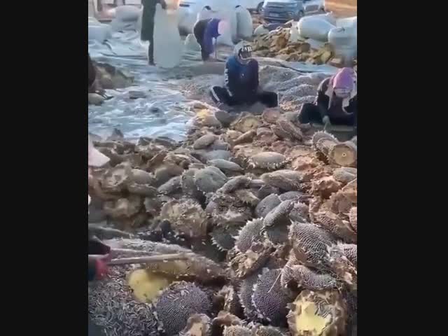 Жестокие веганы убивают подсолнухи