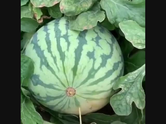 Секретный способ раскрыть арбуз без ножа