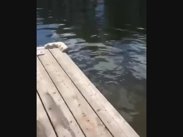 Что за рыба такая?