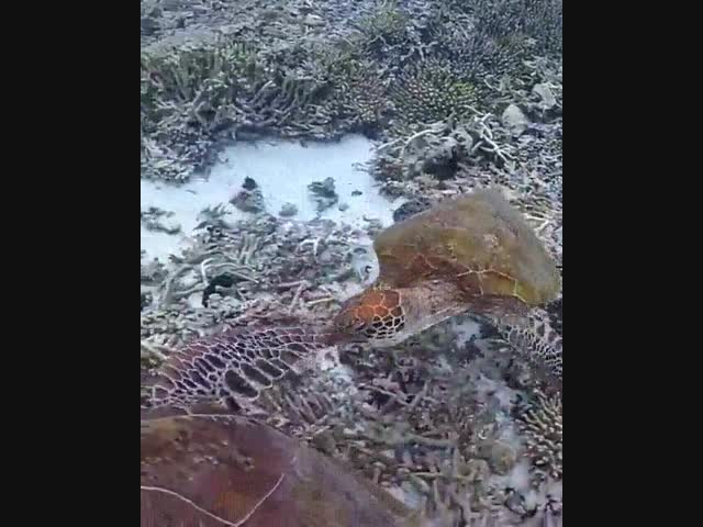 - Пап, а почему у тебя такой большой живот, наверное, от пива?