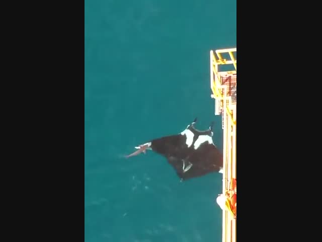 Огромный океанический Манта-Рэй