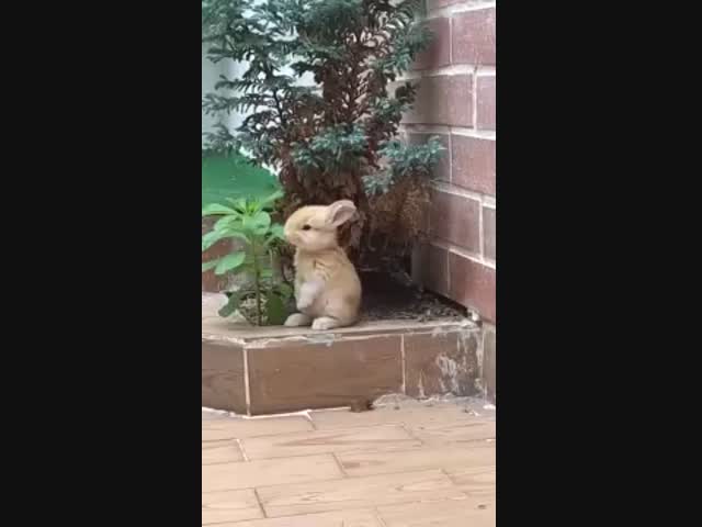 Очаровательный кролик