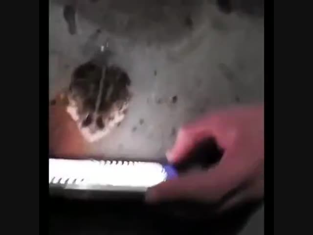 Жабу загипнотизировали