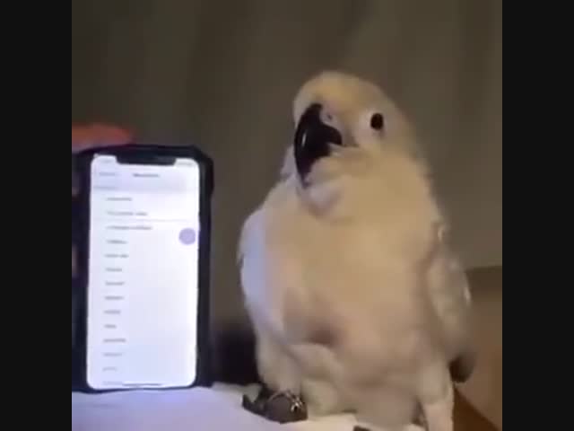 Доктор, что случилось с моим попугаем?