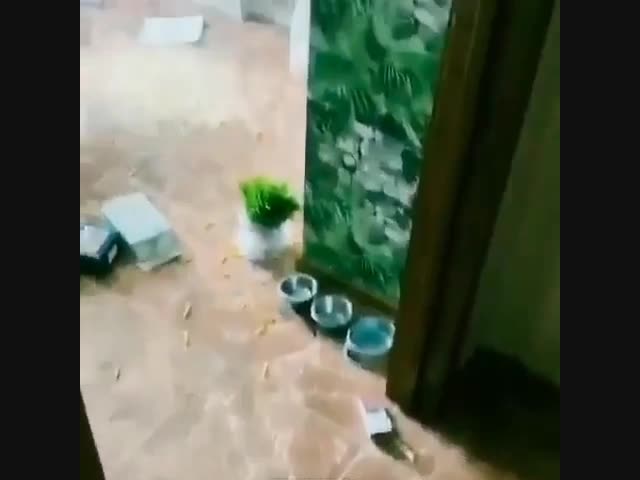 Эмоции человека, который решил завести собаку