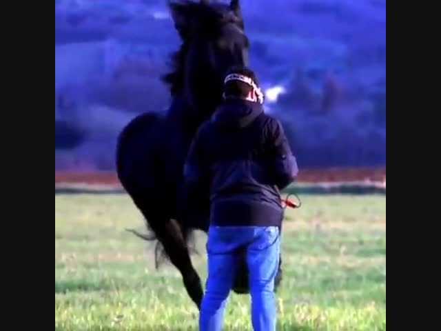 Дополнительные кадры к ролику о человеке, которого сбил конь