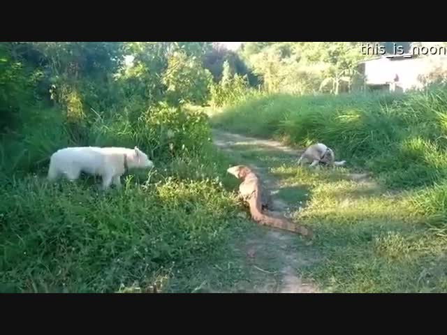 Лещ дракона