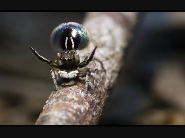 Паучок-танцор