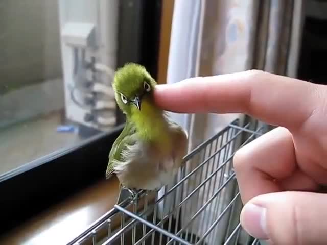 Чеши меня полностью