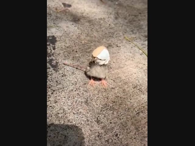 Не по Сеньке шапка:)))))