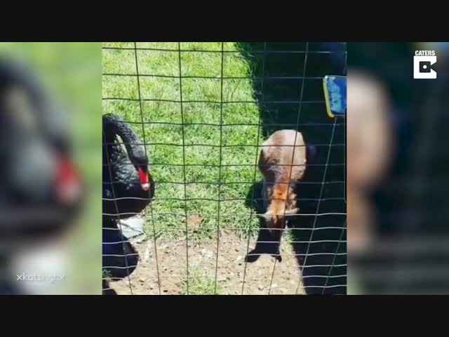 Драка за еду