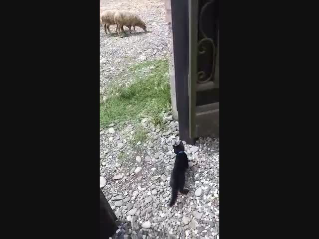 Макс - сторожевой кот.