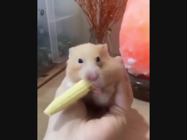 Ж — Жадность